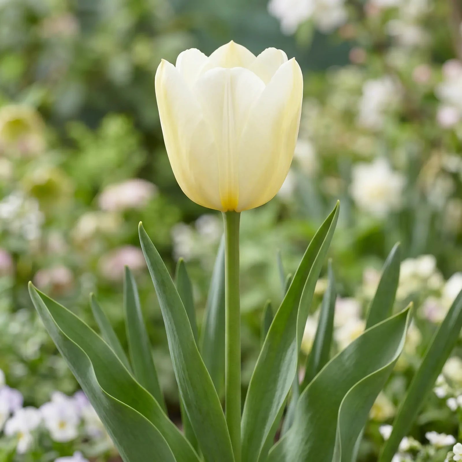 Tulipa Francoise flower result