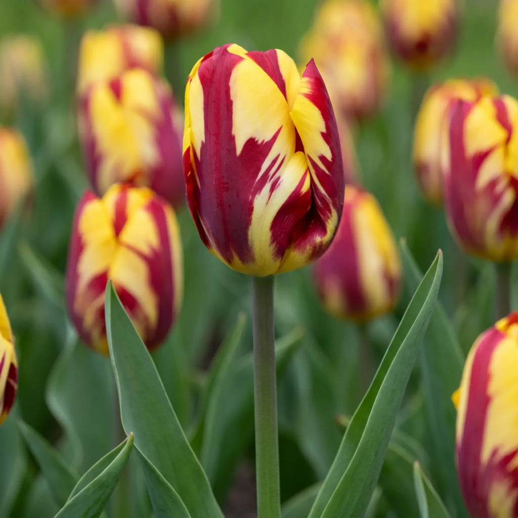 Tulipa Helmar flower result