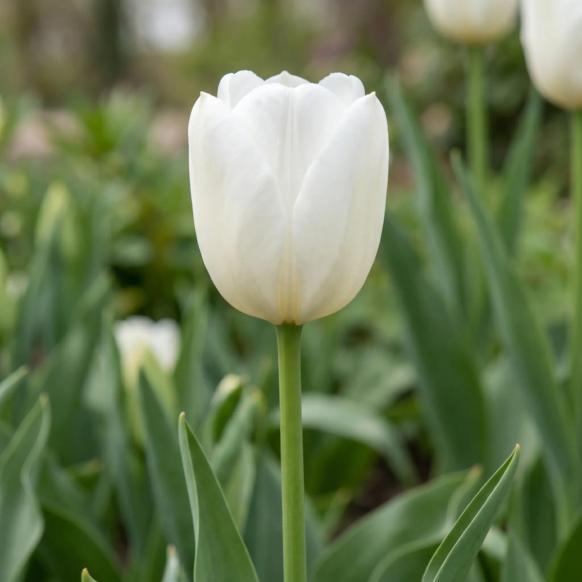 Tulipa Royal Virgin flower result