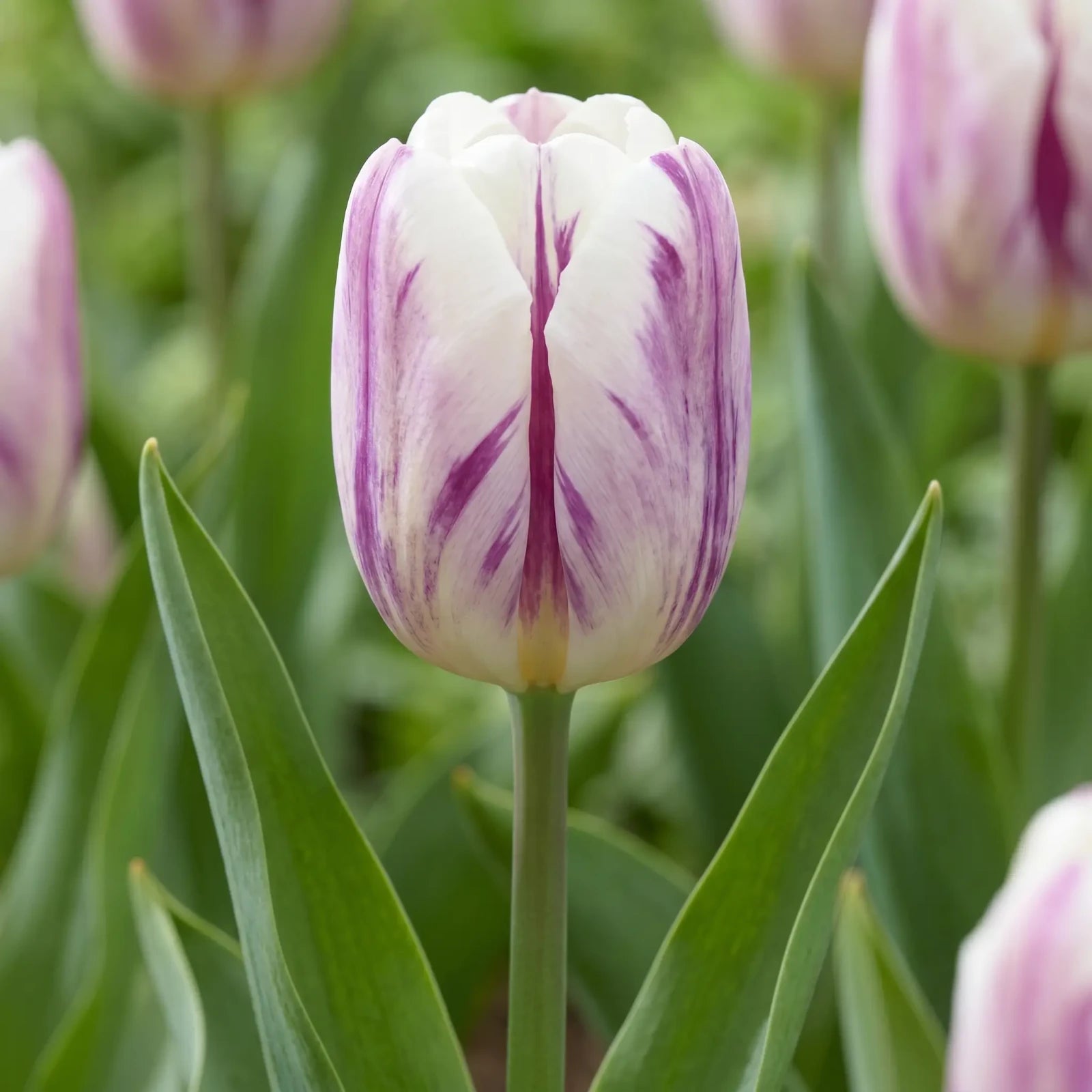 Tulipa Flaming Flag flower result
