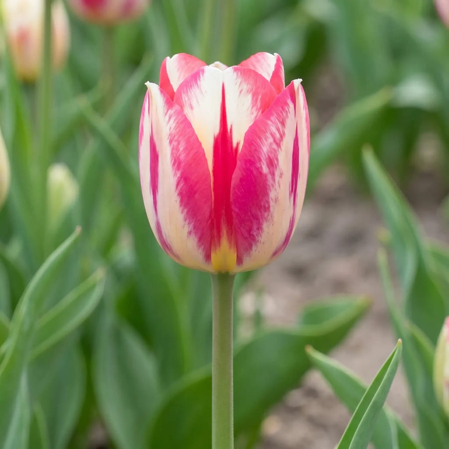 Tulipa Spryng Break flower result