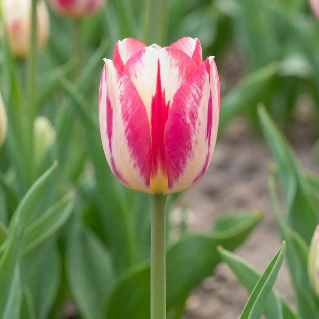 Tulipa Spryng Break flower result