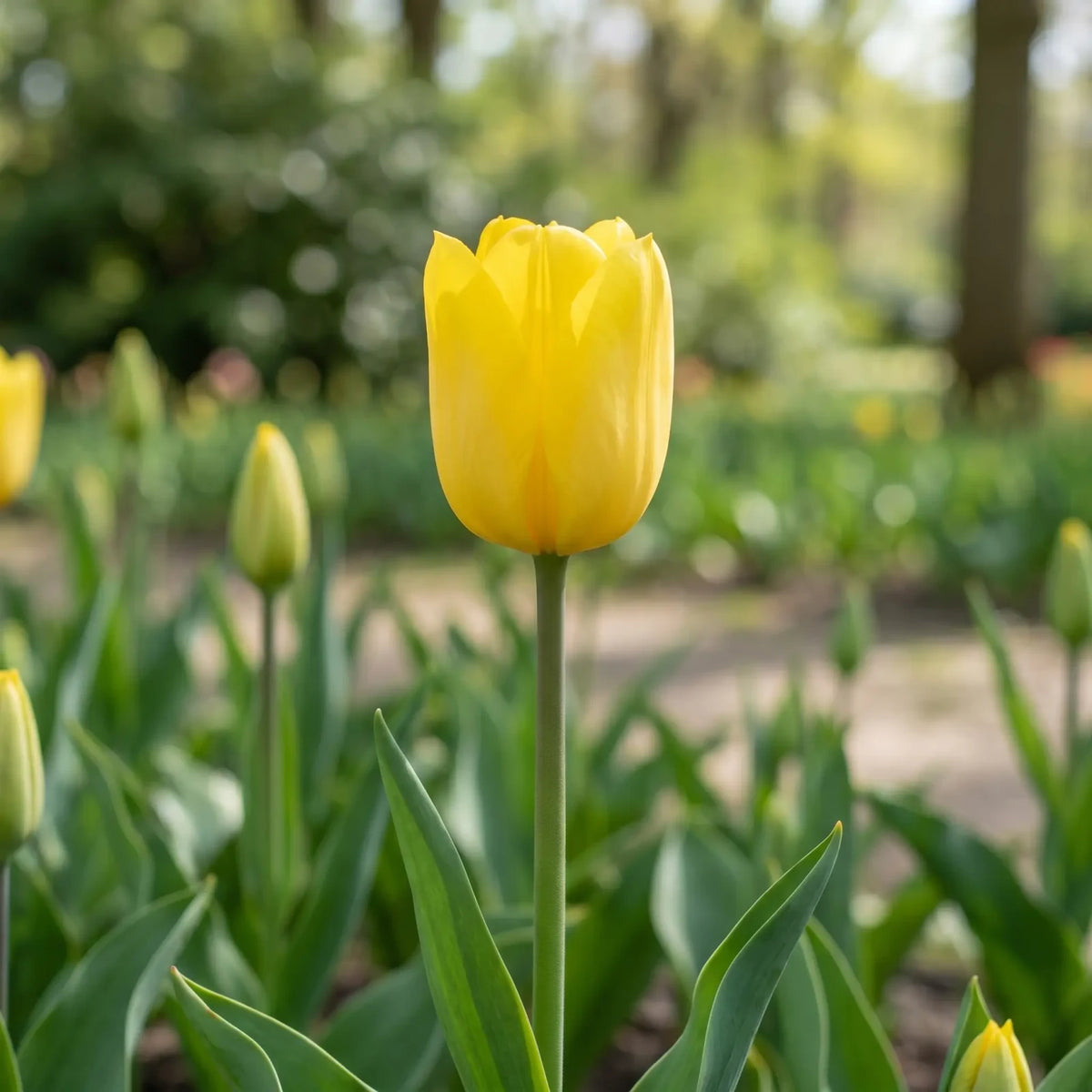 Tulipa Strong Gold flower result