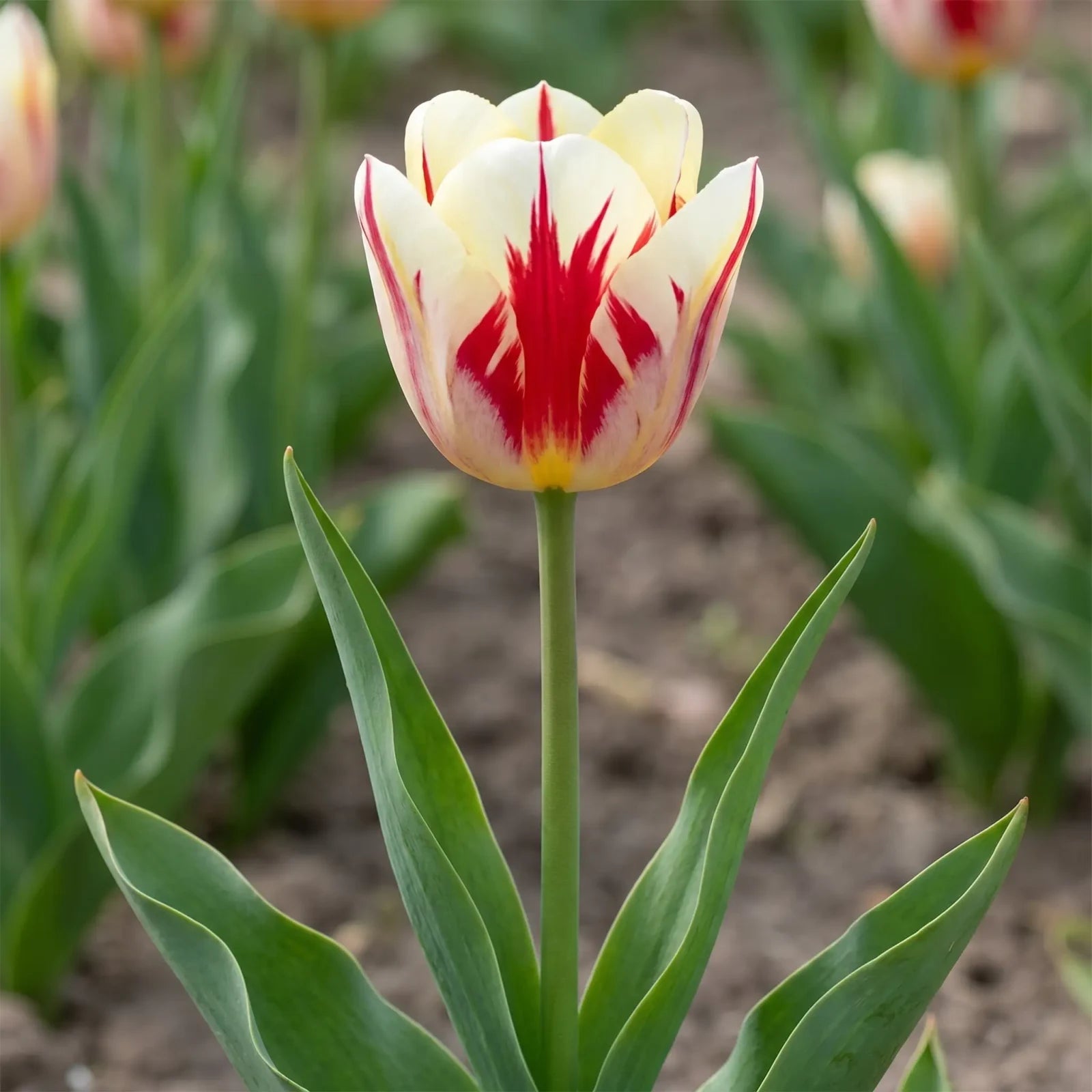 Tulipa Grand Perfection flower result