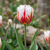 Tulipa Carnaval de Rio flower result