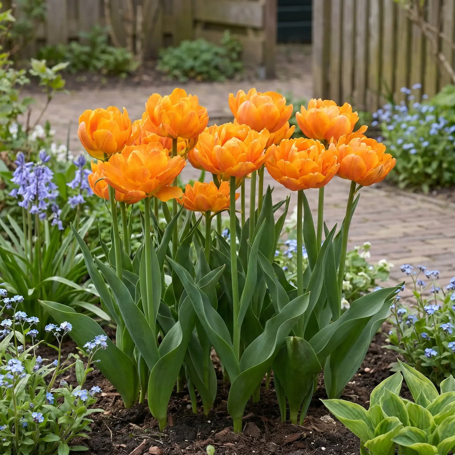 Tulipa Orca in een natuurlijke voorjaarsborder
