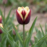 Tulipa Gavota flower result