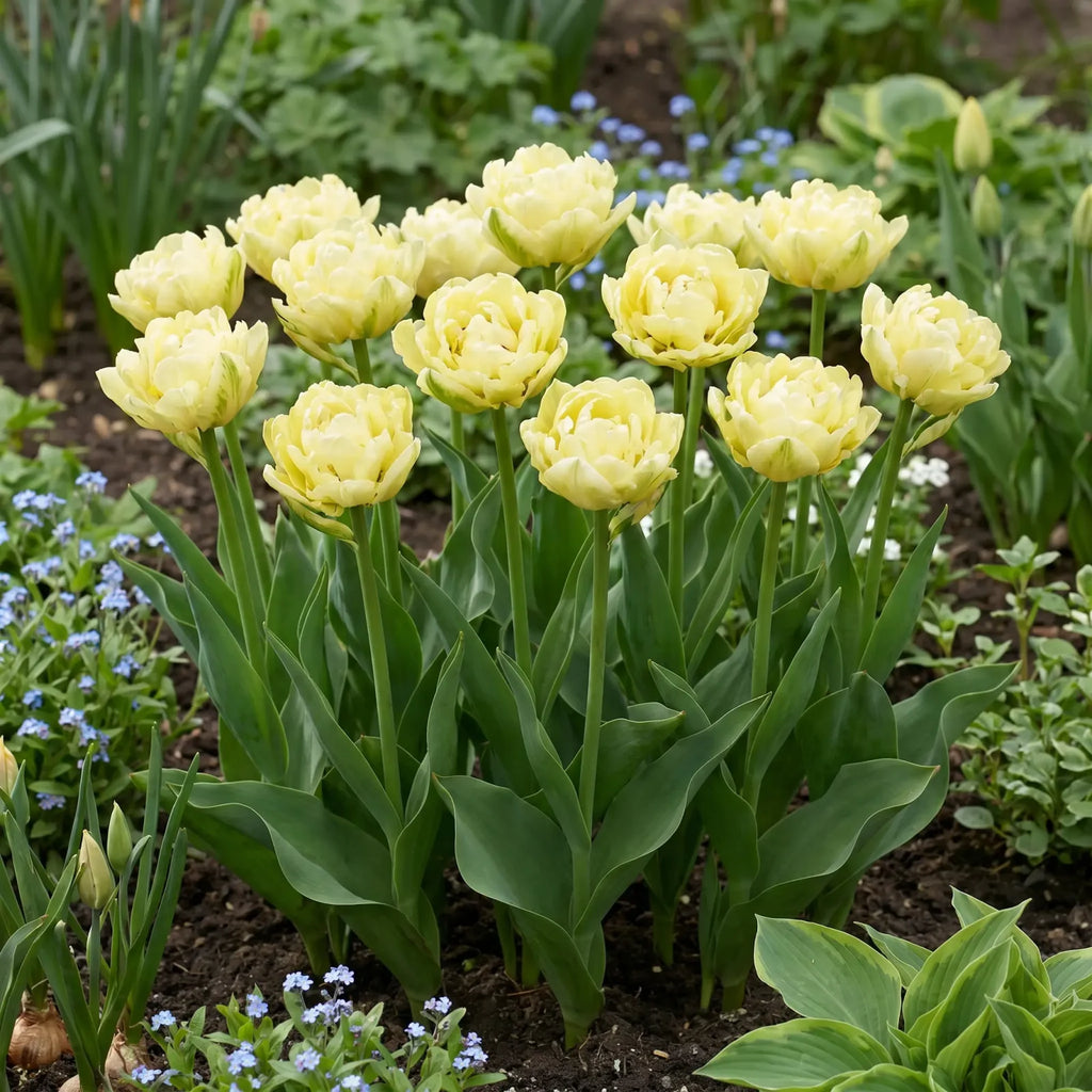 Tulipa Verona in een natuurlijke voorjaarsborder