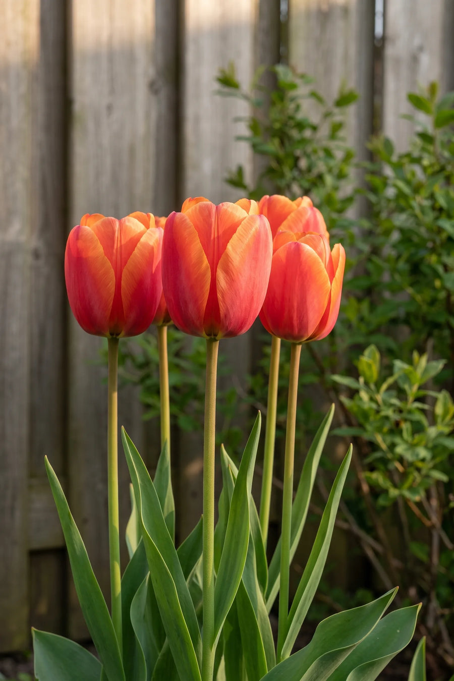 Tulipa Miss Brandy in bloei in een voorjaarsborder
