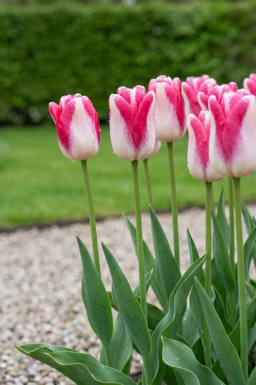 Tulipa Mata Hari in bloei in een voorjaarsborder