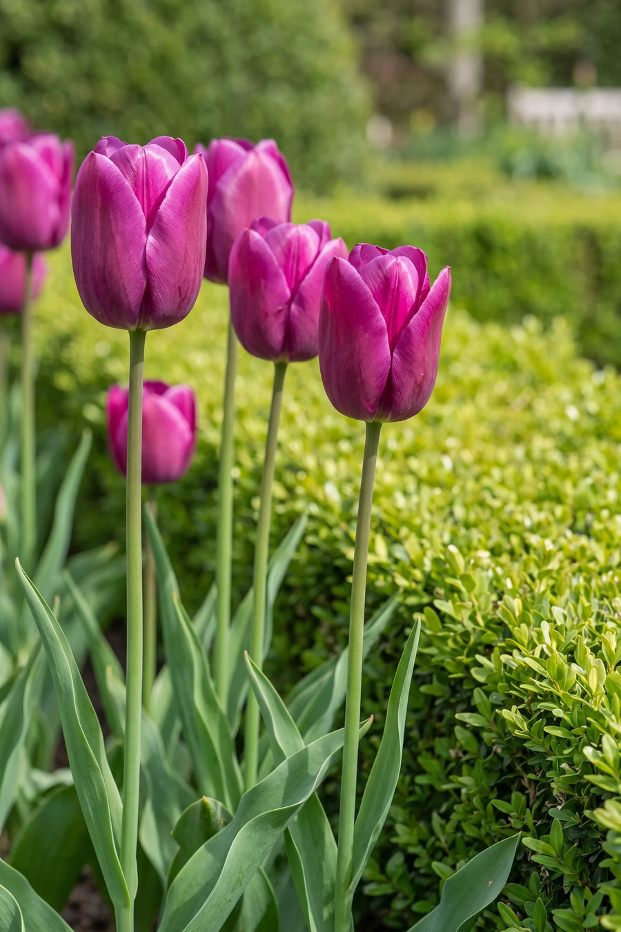 Tulipa Passio Glossy in bloei in een voorjaarsborder