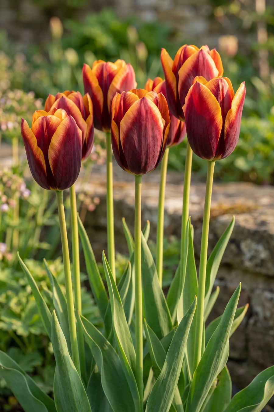 Tulipa Muvota in bloei in een voorjaarsborder