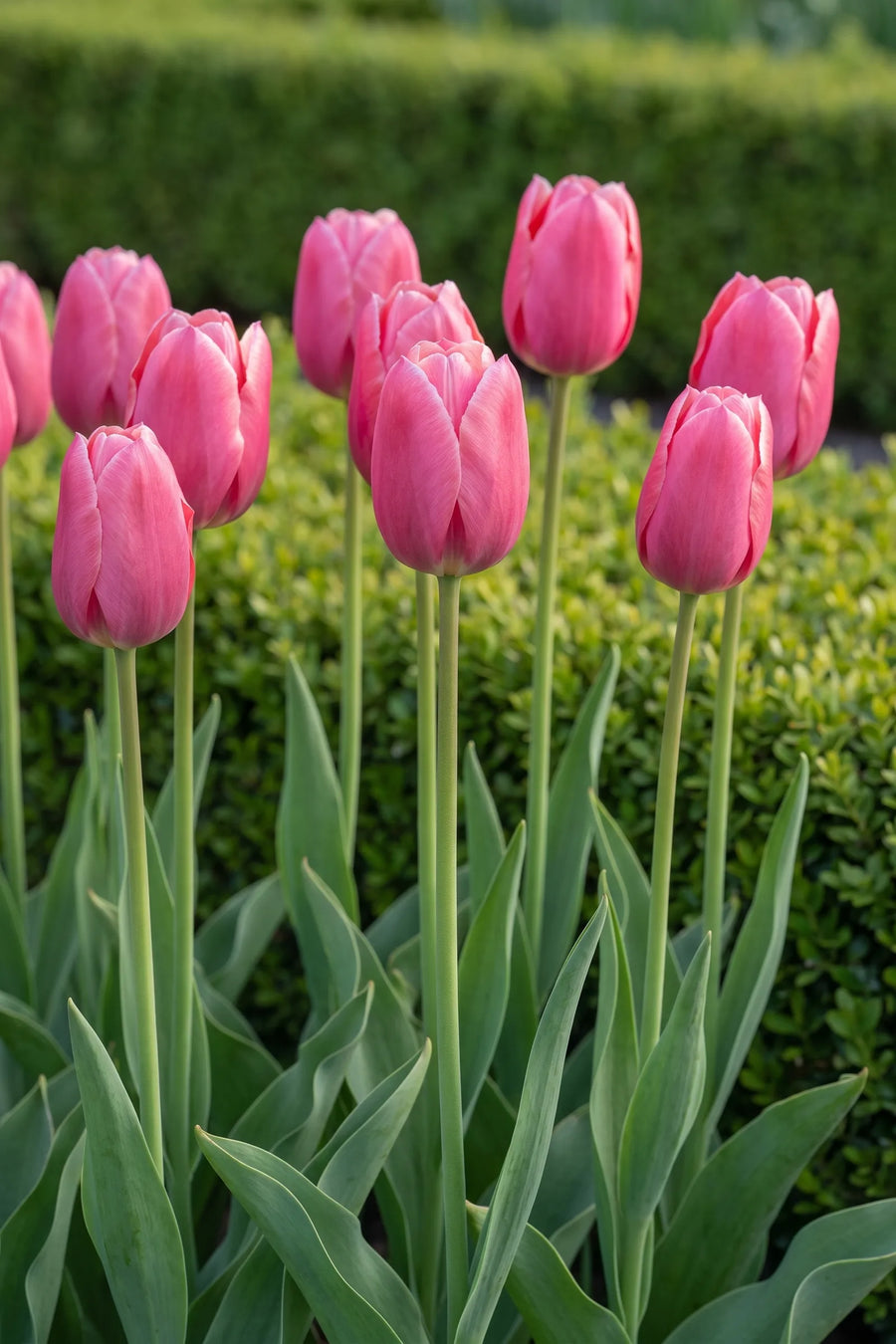 Tulipa Pink Ardour in bloei in een voorjaarsborder