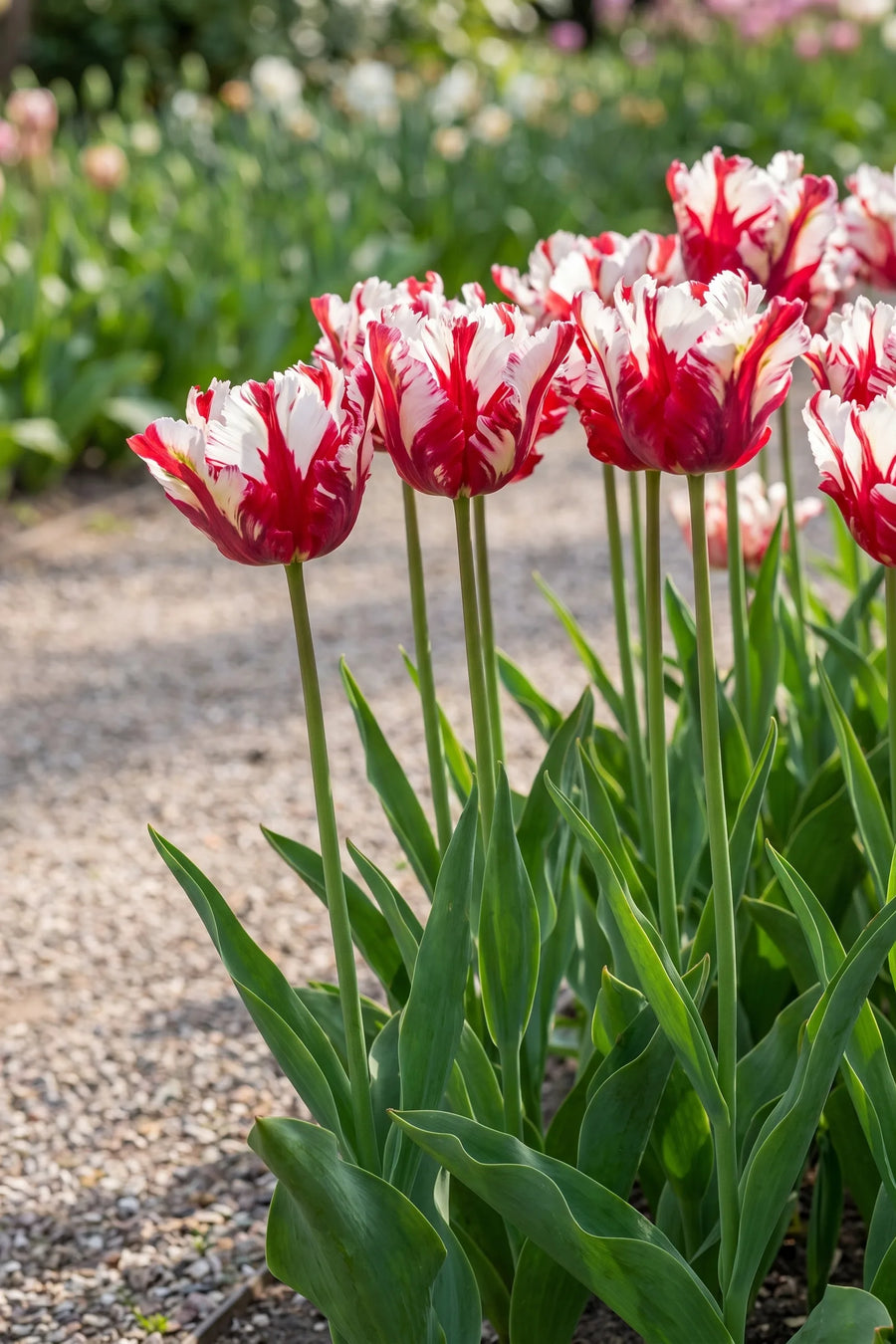 Tulipa Estella Rijnveld in bloei in een voorjaarsborder