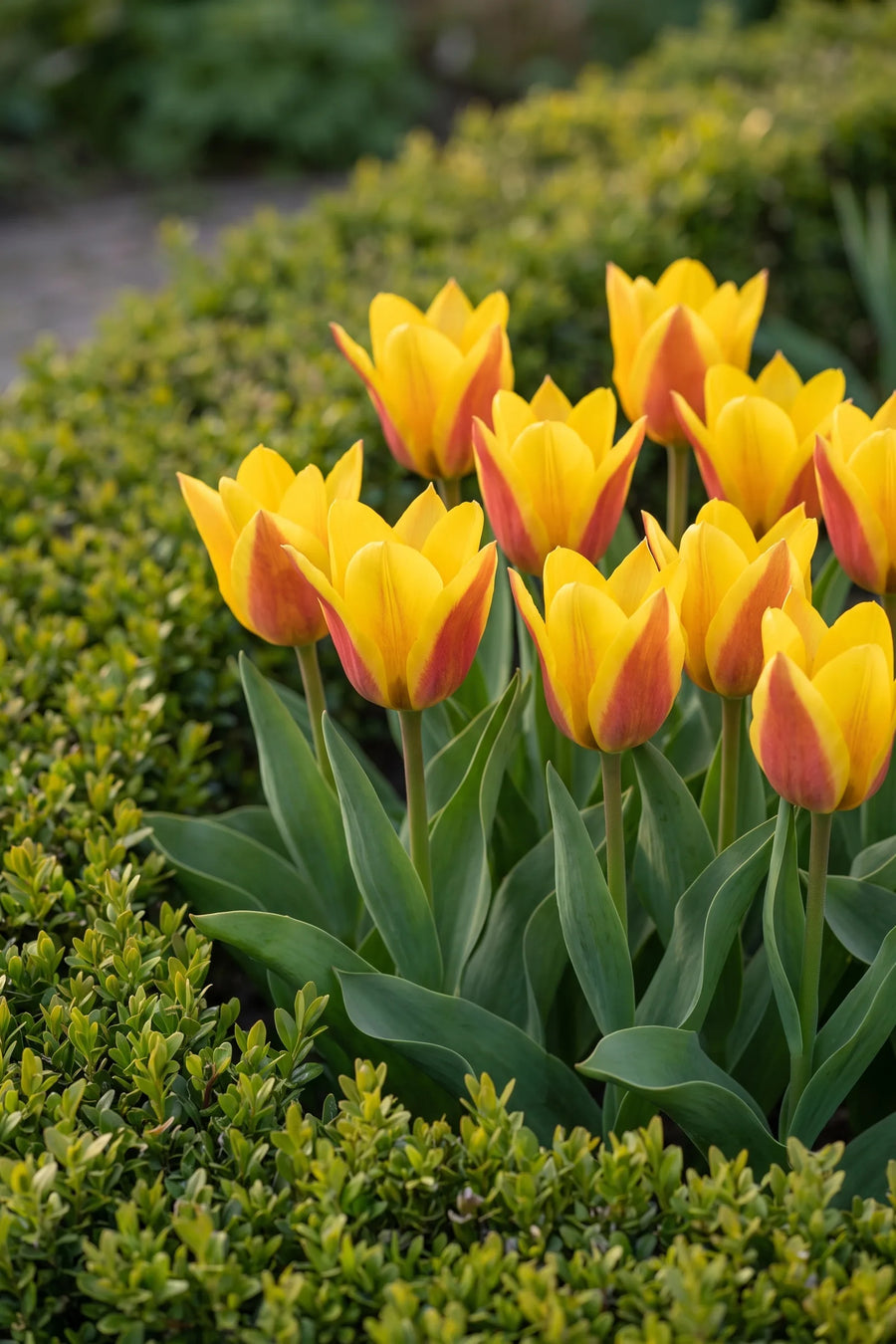Tulipa Buttercup in bloei in een voorjaarsborder