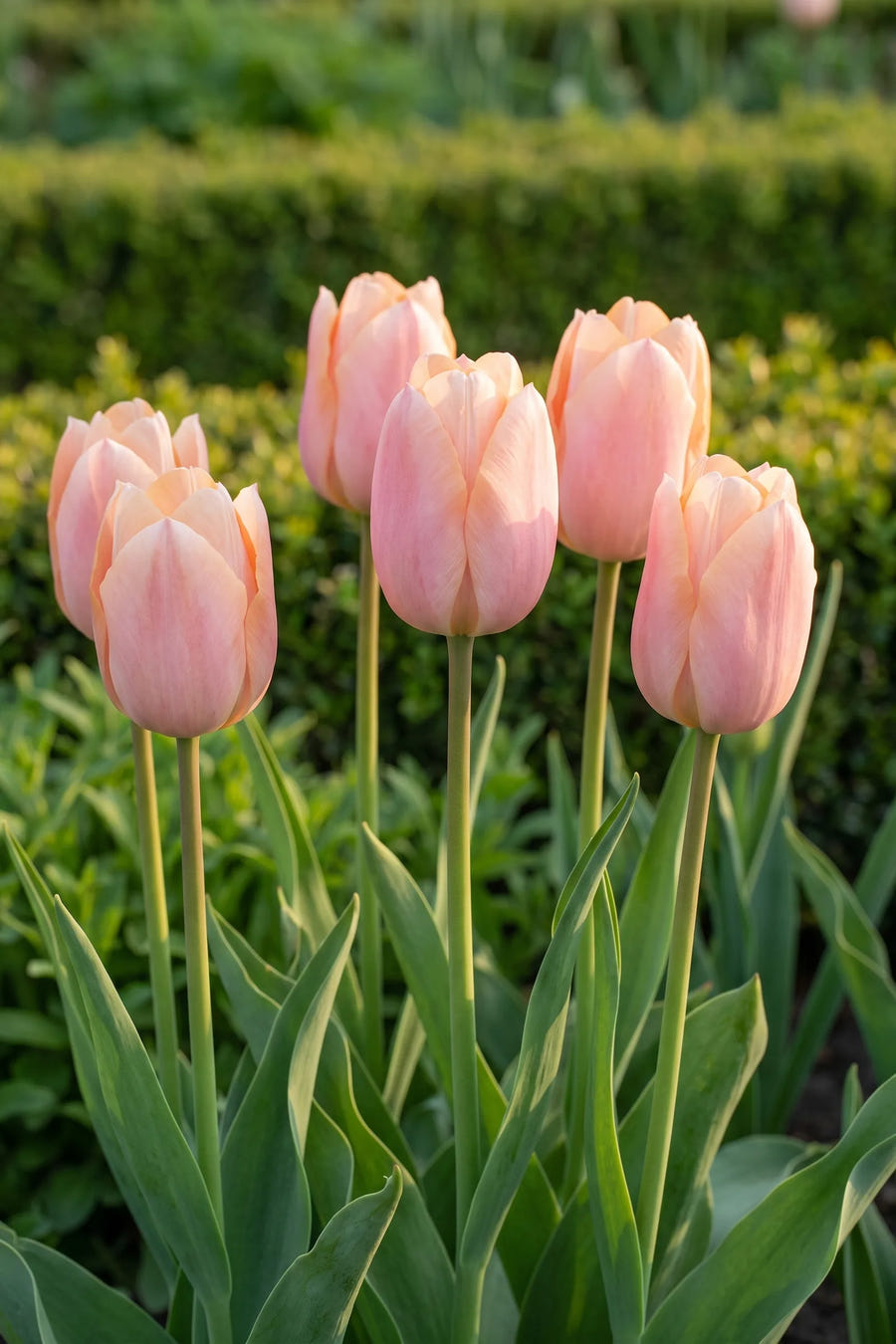 Tulipa Apricot Beauty — in de border