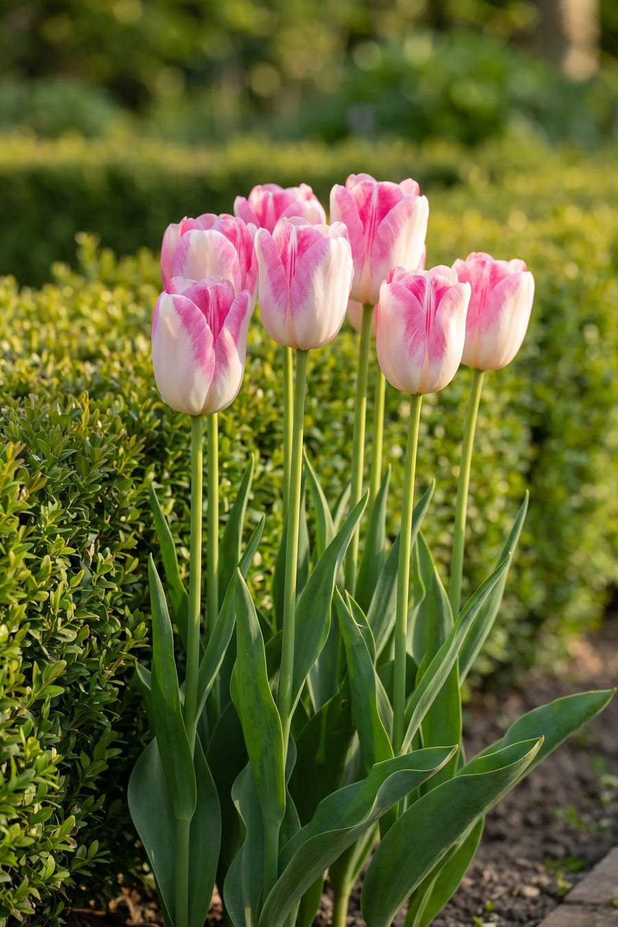 Tulipa Infinity in bloei in een voorjaarsborder