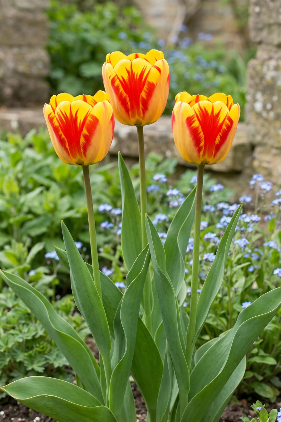 Tulipa Banja Luka in bloei in een voorjaarsborder
