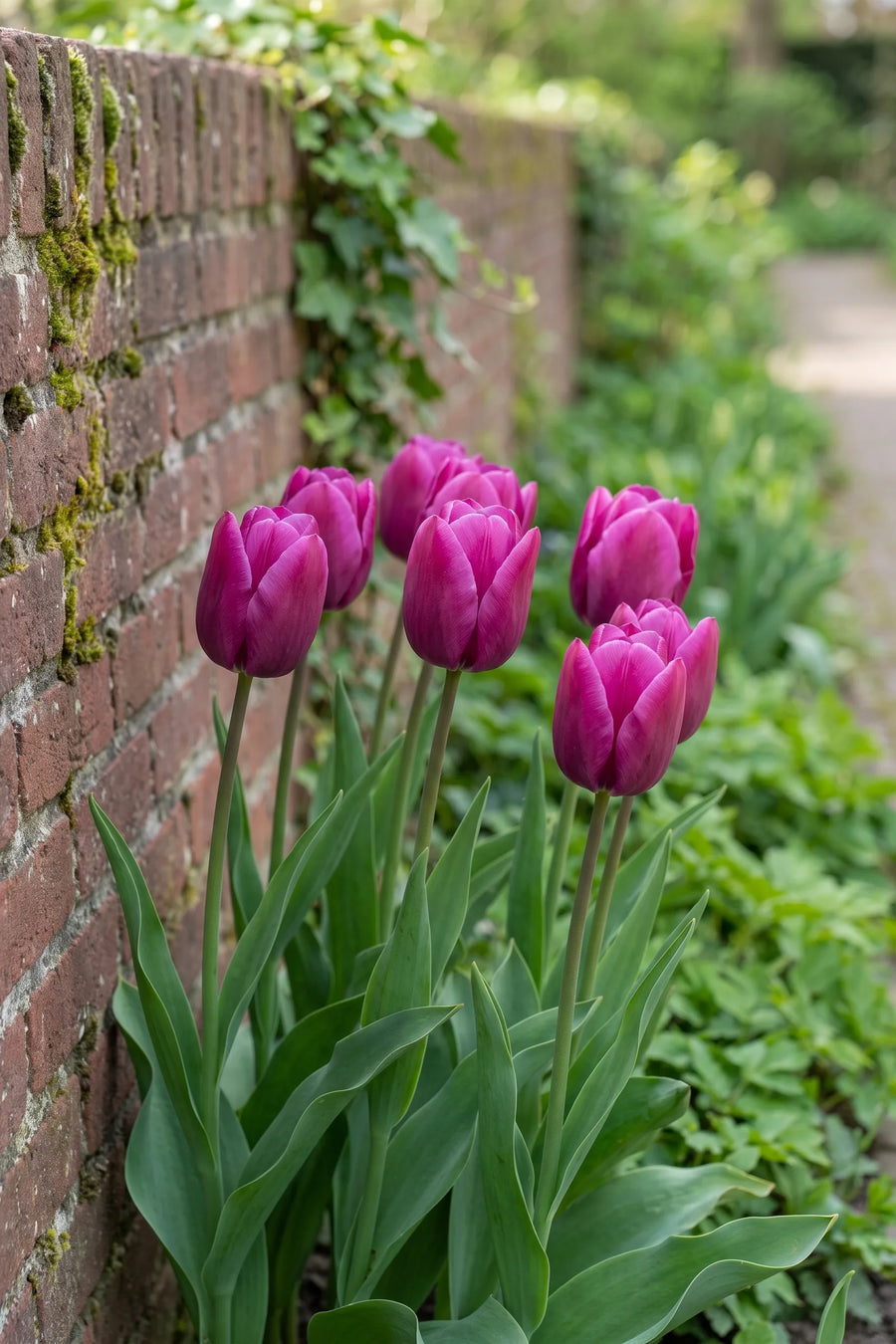Tulipa Purple Prince in bloei in een voorjaarsborder