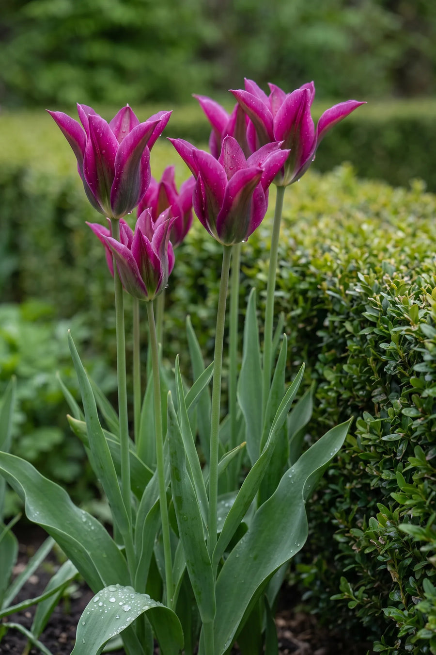 Tulipa Purple Doll in bloei in een voorjaarsborder