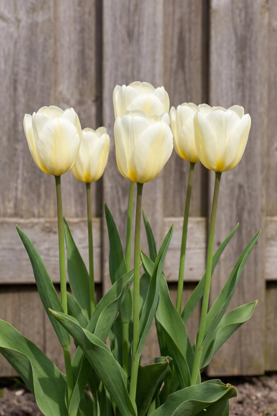 Tulipa Francoise in bloei in een voorjaarsborder