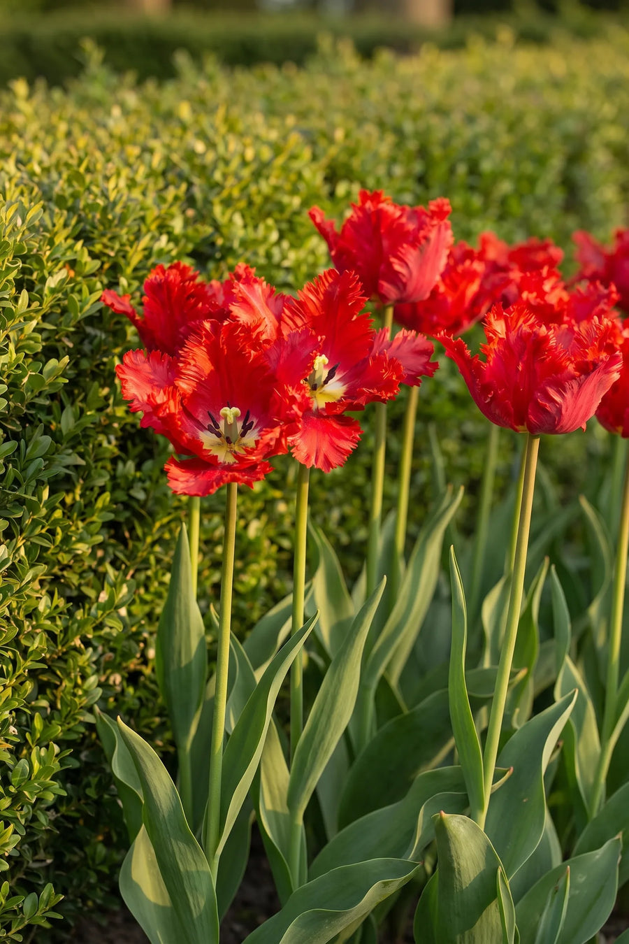 Tulipa Garden Fire in bloei in een voorjaarsborder