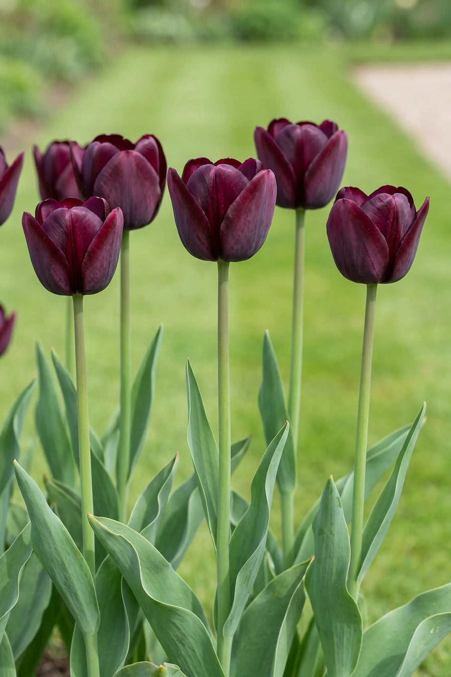 Tulipa Ronaldo in bloei in een voorjaarsborder