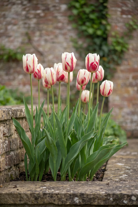 Tulipa One Direction