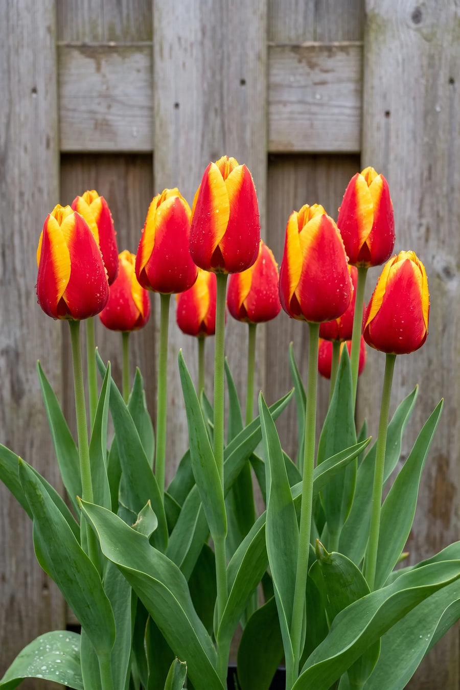 Tulipa Dow Jones in bloei in een voorjaarsborder