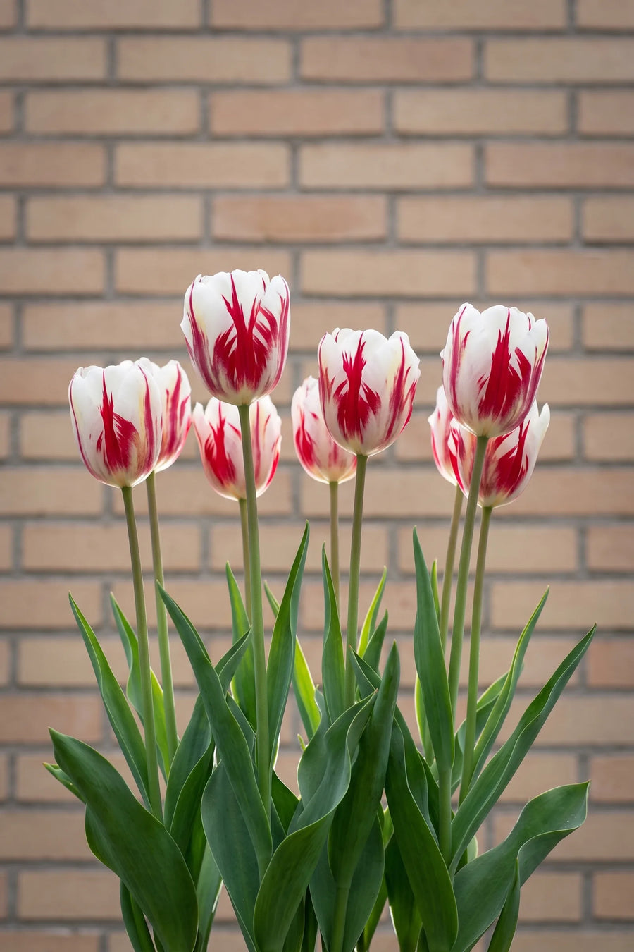 Tulipa Grand Perfection in bloei in een voorjaarsborder