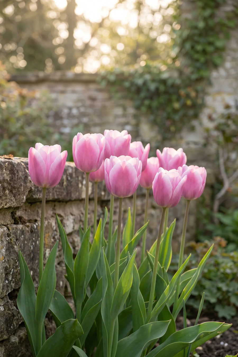 Tulipa Synaeda Amor in bloei in een voorjaarsborder