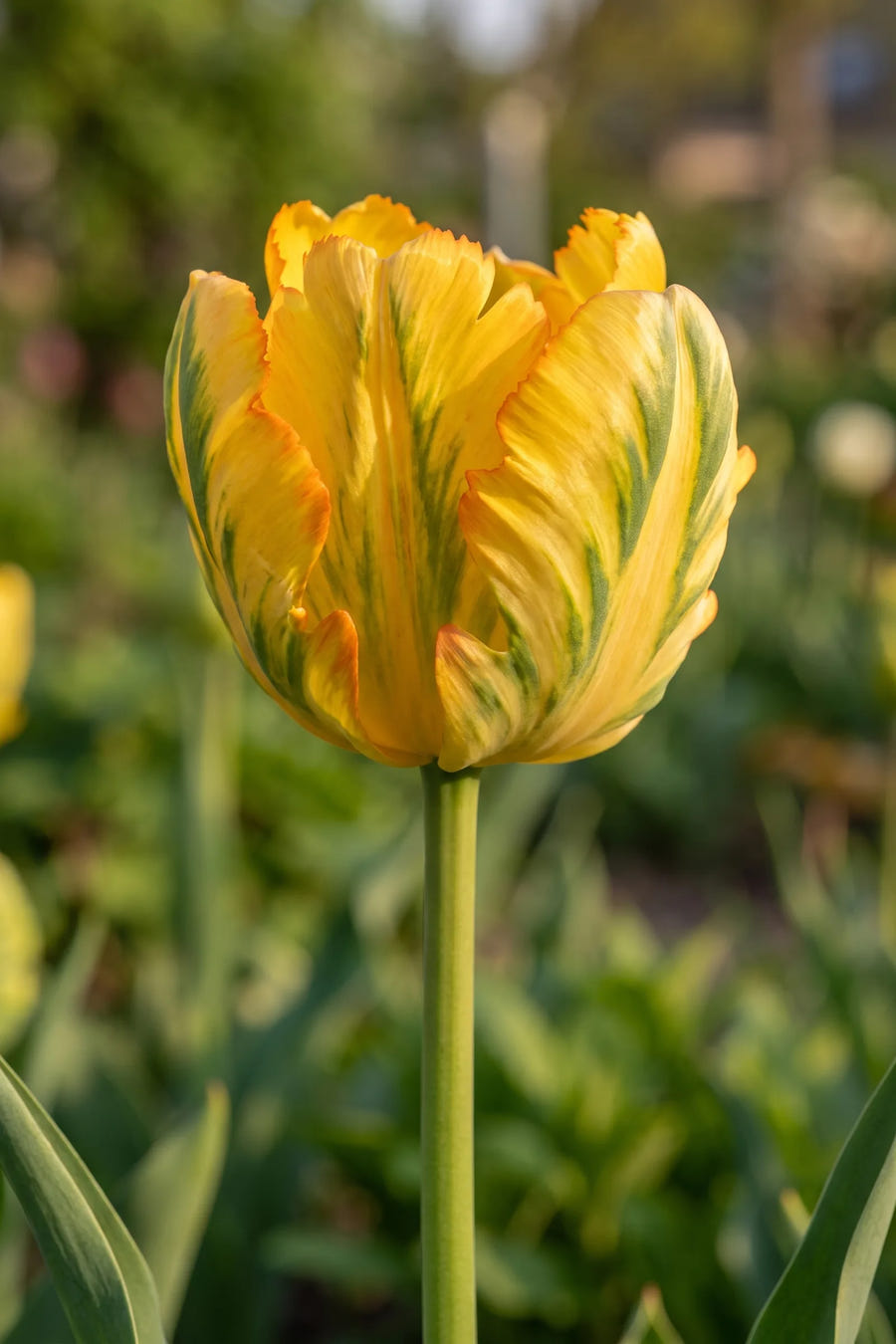 Close-up van de bloem van Tulipa Texas Gold