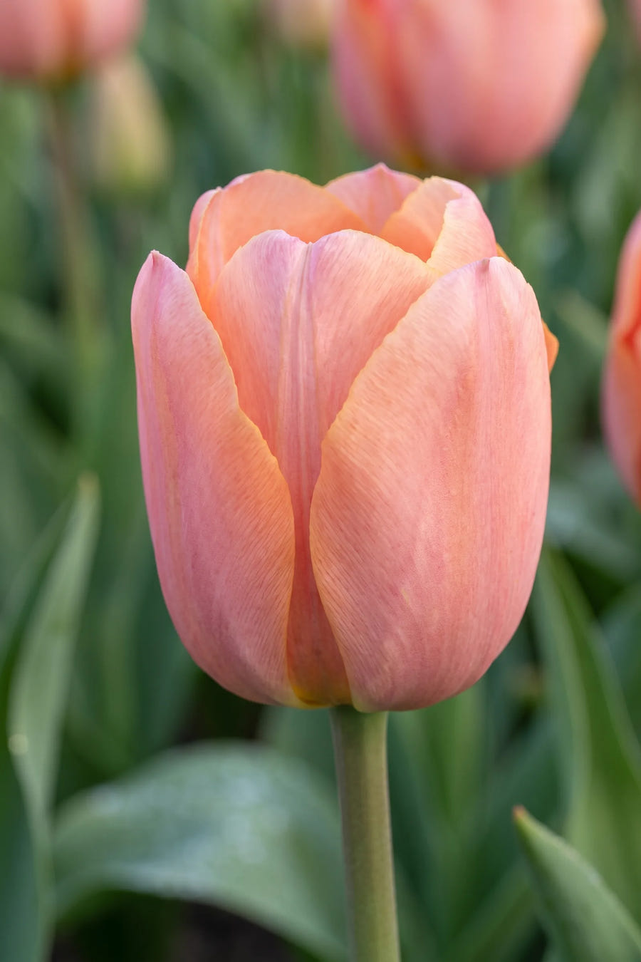 Tulipa Apricot Beauty — close-up van de bloem