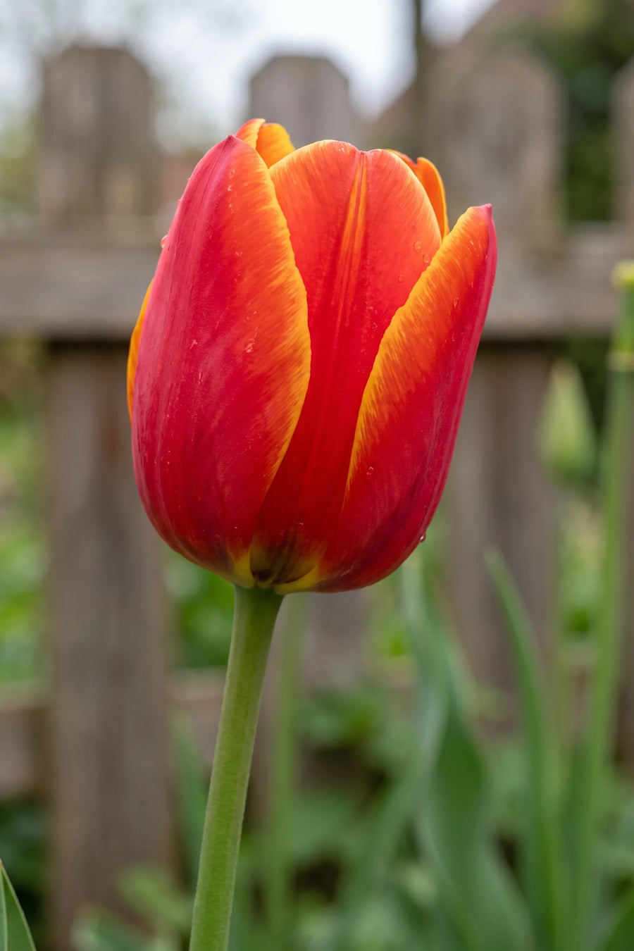 Close-up van de bloem van Tulipa Dow Jones