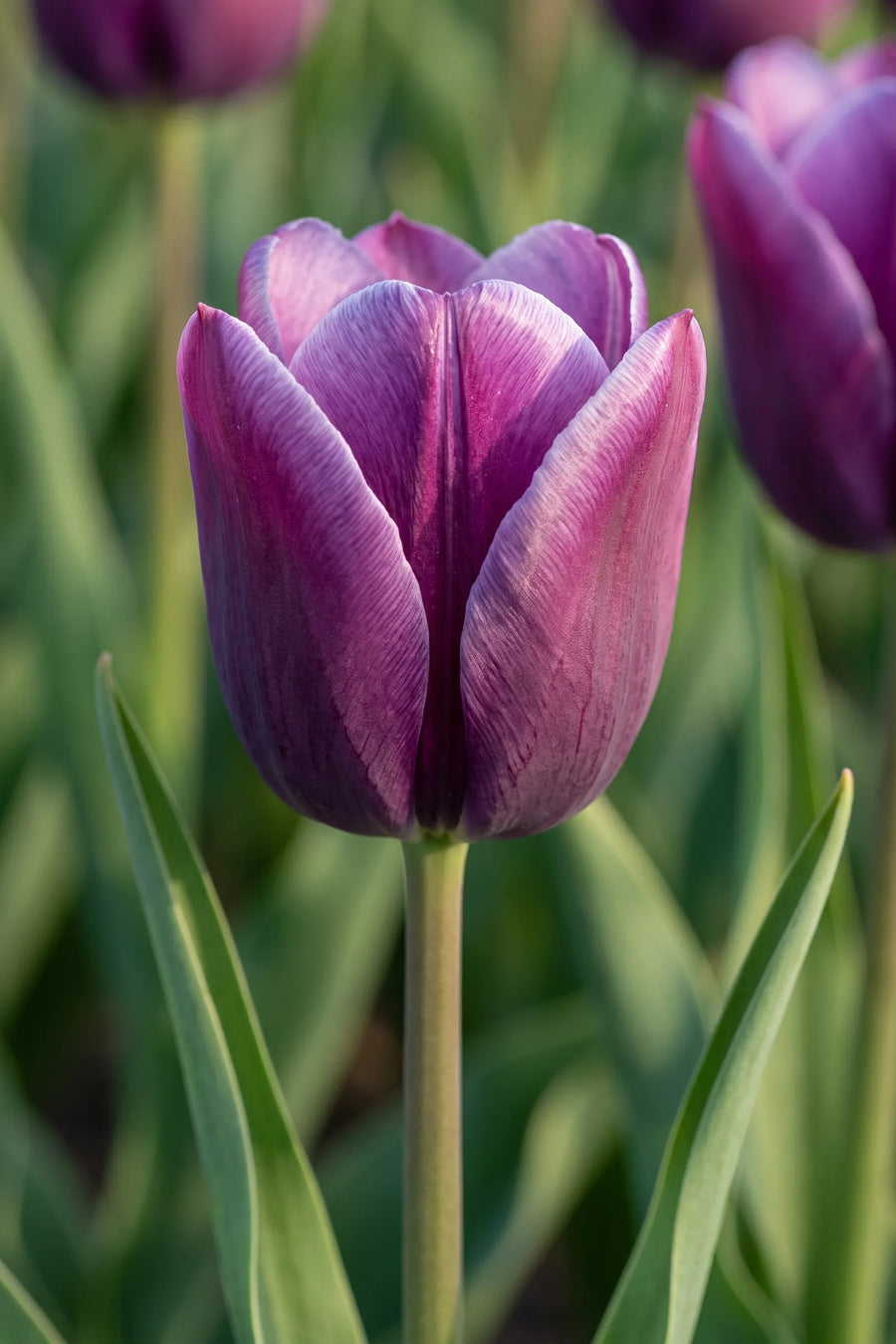 Close-up van de bloem van Tulipa Kansas Proud