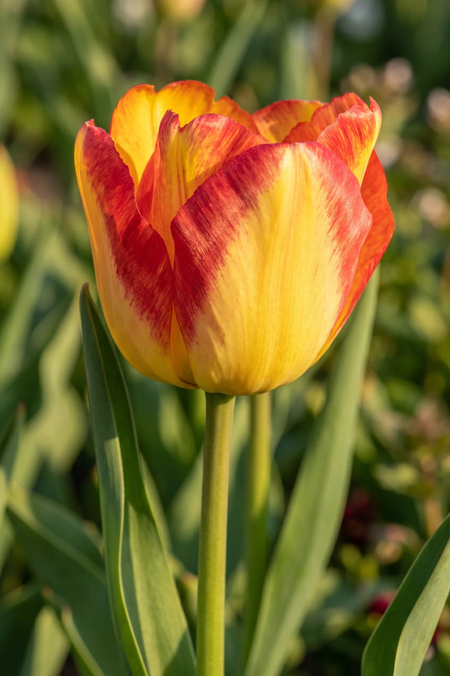 Close-up van de bloem van Tulipa Cape Town