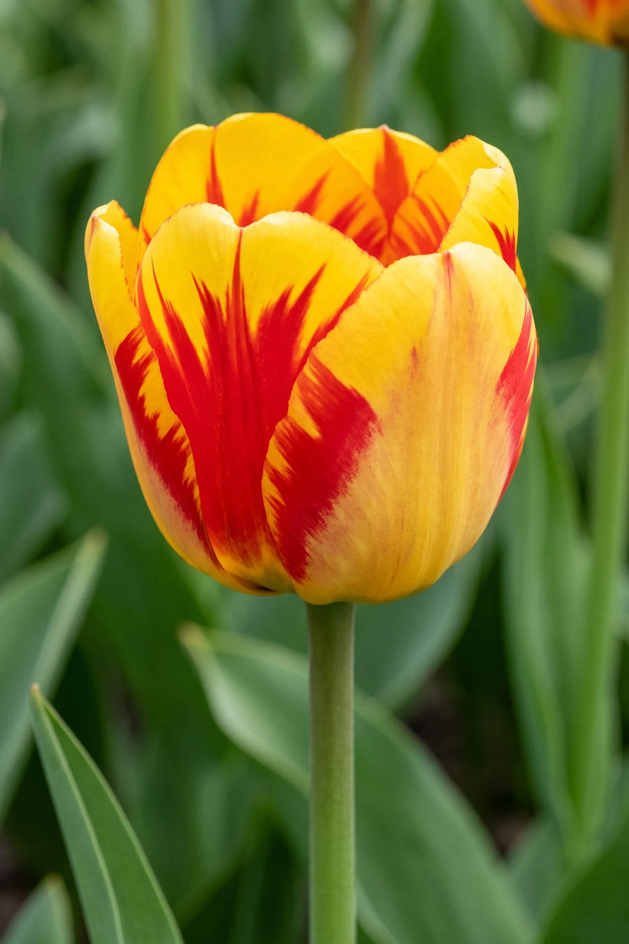 Close-up van de bloem van Tulipa Banja Luka