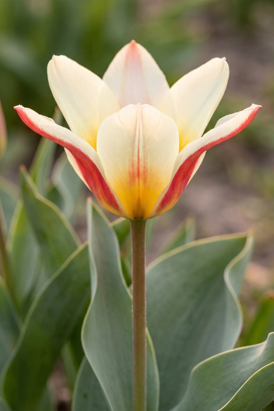 Close-up van de bloem van Tulipa The First