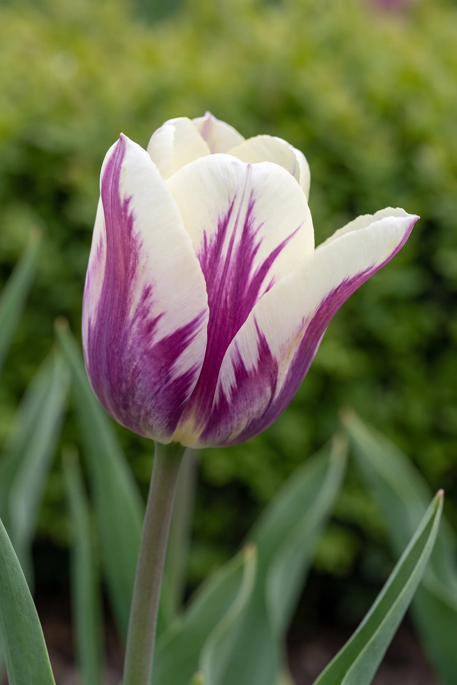 Close-up van de bloem van Tulipa Flaming Flag