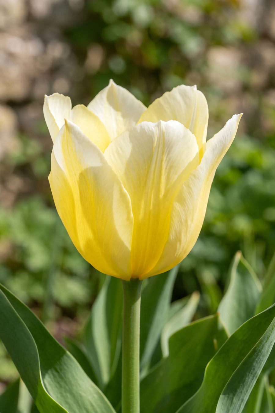 Close-up van de bloem van Tulipa Sweetheart