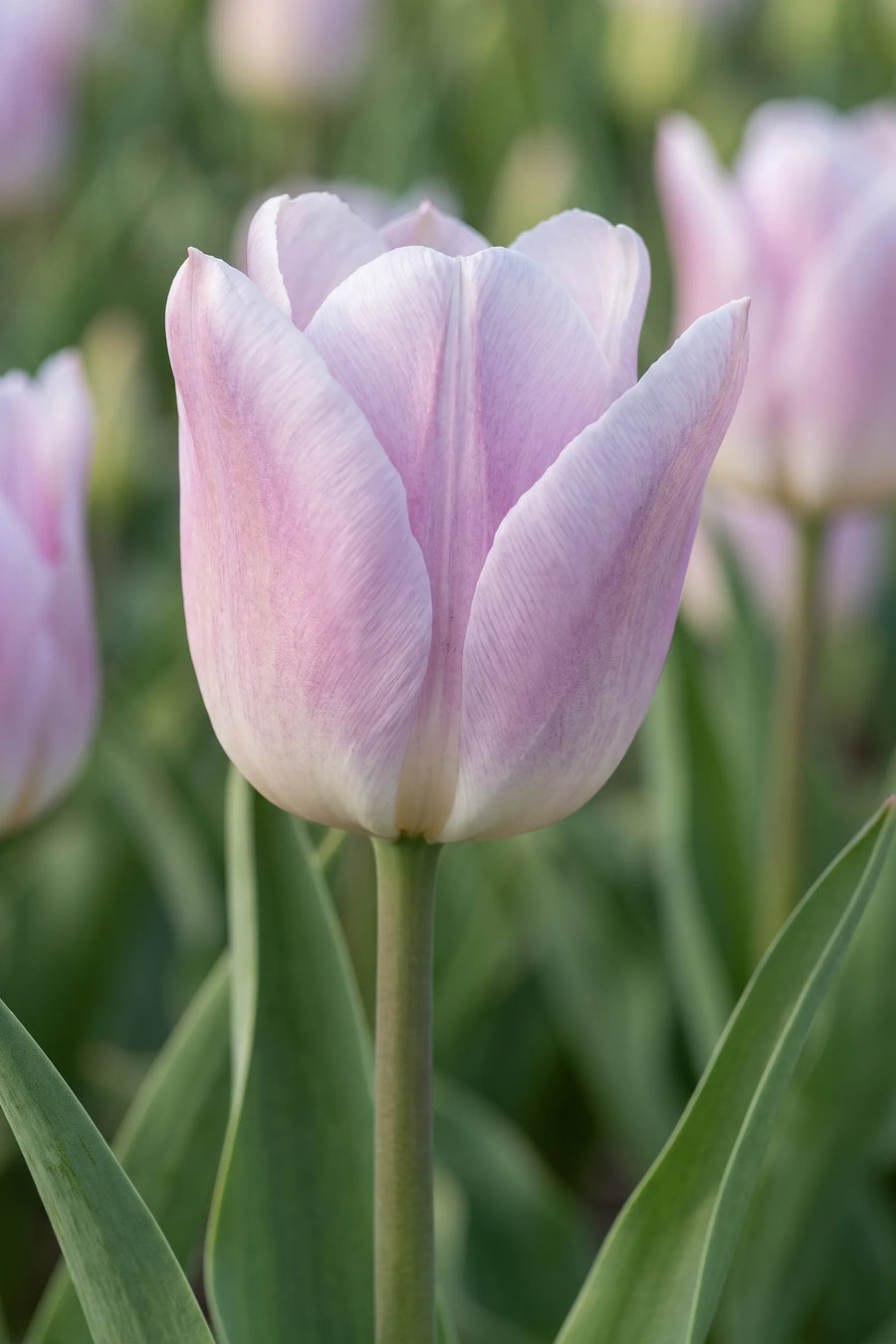 Close-up van de bloem van Tulipa Silver Cloud