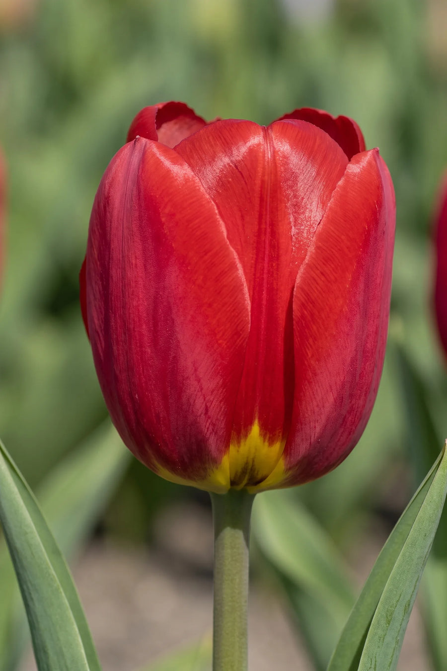 Close-up van de bloem van Tulipa Ile de France