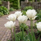 Tulipa Mondial close-up