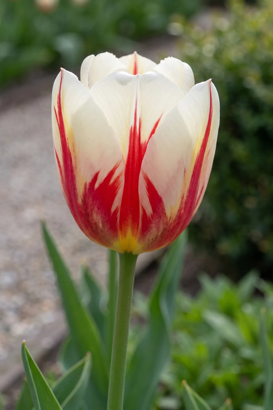 Close-up van de bloem van Tulipa Carnaval de Rio