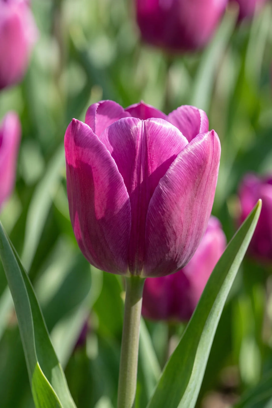 Close-up van de bloem van Tulipa Passio Glossy