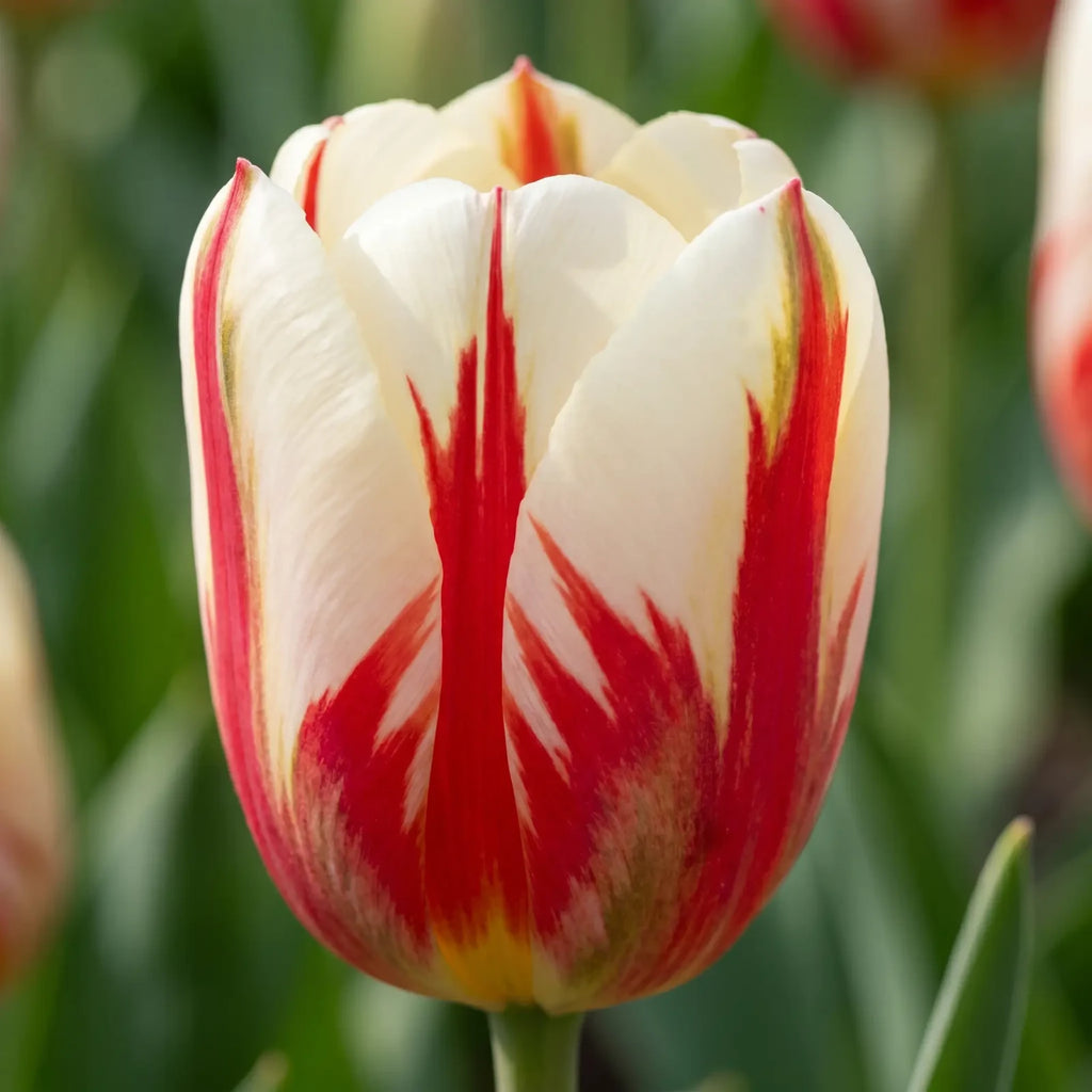 Tulipa Carnaval de Rio close-up