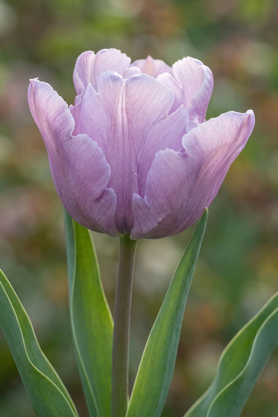 Close-up van de bloem van Tulipa James Last
