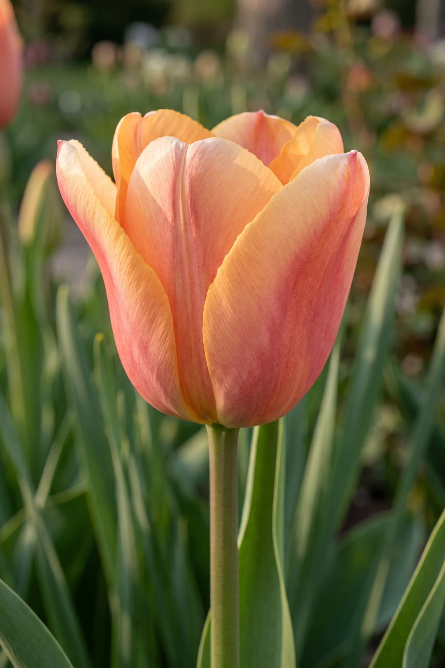 Close-up van de bloem van Tulipa Apricot Foxx