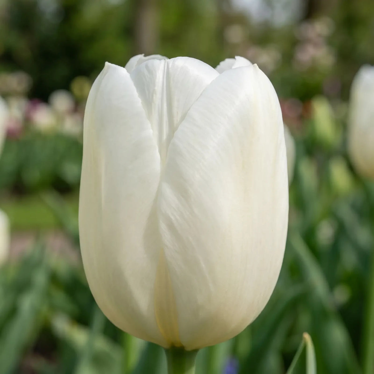 Tulipa Royal Virgin close-up