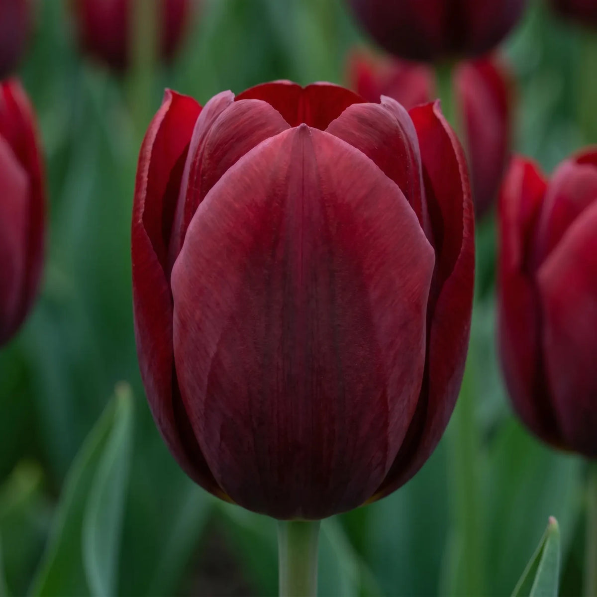 Tulipa National Velvet close-up